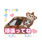 猫❤️デカ文字❤️ミケ❤️キジトラ❤️日常（個別スタンプ：22）