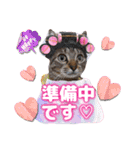 猫❤️デカ文字❤️ミケ❤️キジトラ❤️日常（個別スタンプ：31）