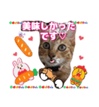 猫❤️デカ文字❤️ミケ❤️キジトラ❤️日常（個別スタンプ：35）