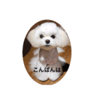 マルチーズ可愛い胡音ちゃん（個別スタンプ：1）