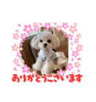 マルチーズ可愛い胡音ちゃん（個別スタンプ：3）
