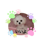 マルチーズ可愛い胡音ちゃん（個別スタンプ：4）
