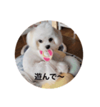 マルチーズ可愛い胡音ちゃん（個別スタンプ：6）
