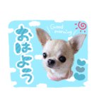 ルナたん スタンプ（個別スタンプ：1）