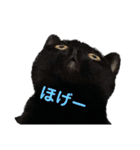 黒猫ふくの日常（個別スタンプ：1）