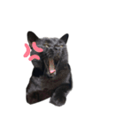 黒猫ふくの日常（個別スタンプ：3）