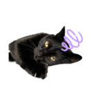 黒猫ふくの日常（個別スタンプ：8）