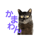 黒猫ふくの日常（個別スタンプ：10）