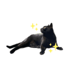 黒猫ふくの日常（個別スタンプ：11）