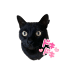 黒猫ふくの日常（個別スタンプ：16）