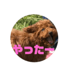 トイプードル ルルちゃんの日常3（個別スタンプ：6）