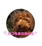 トイプードル ルルちゃんの日常3（個別スタンプ：9）