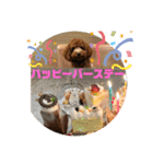 トイプードル ルルちゃんの日常3（個別スタンプ：12）