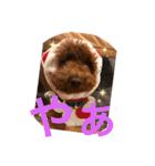 トイプードル ルルちゃんの日常3（個別スタンプ：22）