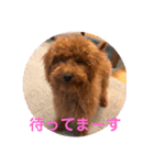 トイプードル ルルちゃんの日常3（個別スタンプ：26）