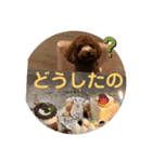 トイプードル ルルちゃんの日常3（個別スタンプ：28）
