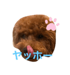 トイプードル ルルちゃんの日常3（個別スタンプ：31）