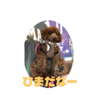 トイプードル ルルちゃんの日常3（個別スタンプ：37）