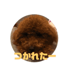 トイプードル ルルちゃんの日常3（個別スタンプ：39）