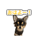 こぶしらぁ！（個別スタンプ：2）