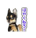 こぶしらぁ！（個別スタンプ：4）