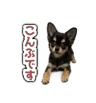 こぶしらぁ！（個別スタンプ：5）