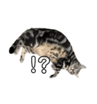 猫のとらまる（個別スタンプ：1）