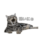 猫のとらまる（個別スタンプ：2）