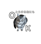 猫のとらまる（個別スタンプ：3）