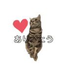 猫のとらまる（個別スタンプ：5）