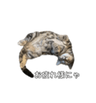 猫のとらまる（個別スタンプ：6）