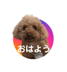 トイプーご機嫌（個別スタンプ：1）