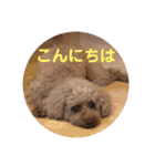トイプーご機嫌（個別スタンプ：2）