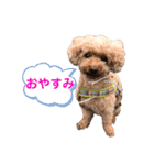 トイプーご機嫌（個別スタンプ：4）