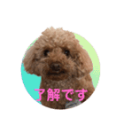 トイプーご機嫌（個別スタンプ：5）