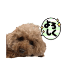 トイプーご機嫌（個別スタンプ：8）