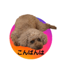 トイプーご機嫌（個別スタンプ：9）