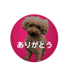 トイプーご機嫌（個別スタンプ：10）