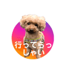 トイプーご機嫌（個別スタンプ：13）