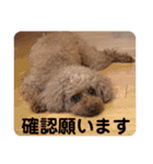 トイプーご機嫌（個別スタンプ：14）