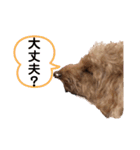 トイプーご機嫌（個別スタンプ：16）