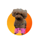 トイプーご機嫌（個別スタンプ：17）