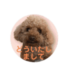 トイプーご機嫌（個別スタンプ：18）