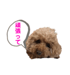トイプーご機嫌（個別スタンプ：20）