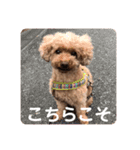 トイプーご機嫌（個別スタンプ：22）