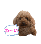 トイプーご機嫌（個別スタンプ：24）