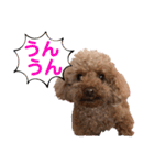 トイプーご機嫌（個別スタンプ：28）