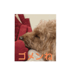 トイプーご機嫌（個別スタンプ：30）