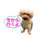 トイプーご機嫌（個別スタンプ：32）