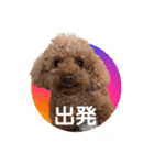 トイプーご機嫌（個別スタンプ：33）